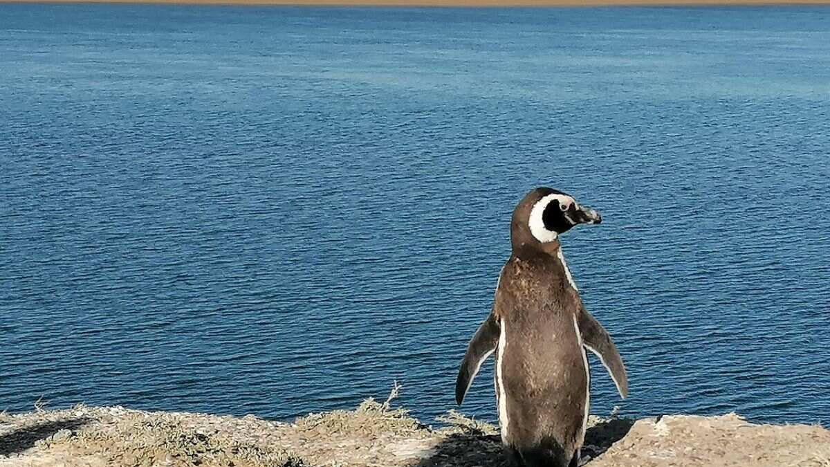 Puerto Madryn and Peninsula Valdes