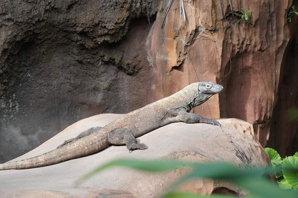 Komodo Island