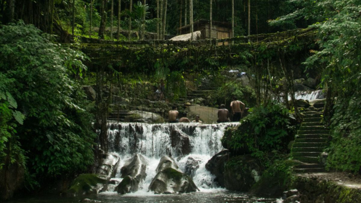 Amazon Rainforest: A Lush Green Paradise.