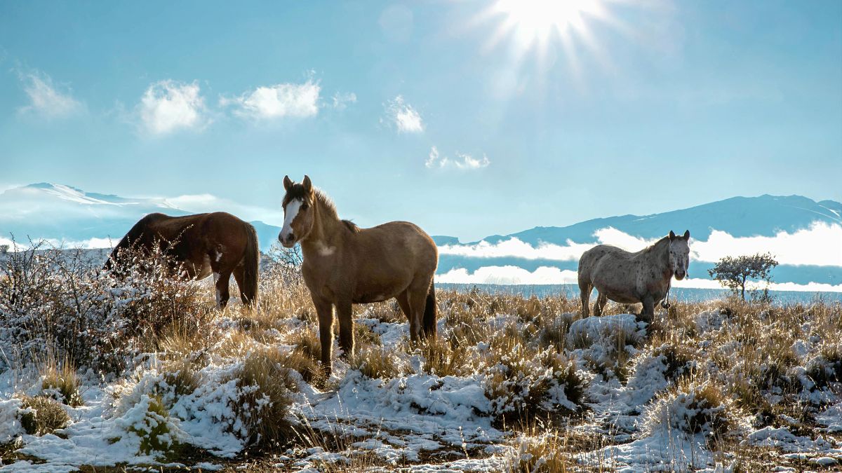 Month by Month Travel Guide to Argentina.